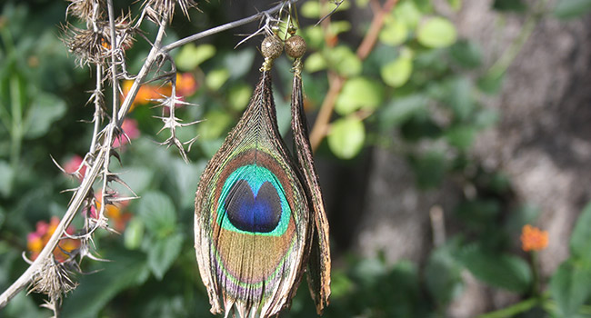 earrings peacock feathers